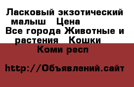 Ласковый экзотический малыш › Цена ­ 25 000 - Все города Животные и растения » Кошки   . Коми респ.
